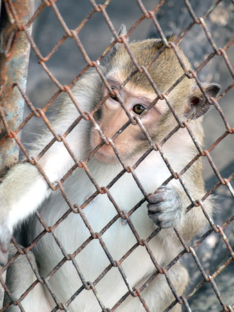 Monkey in a cage