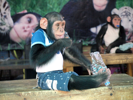 chimpanzee monkey in a clothの写真素材
