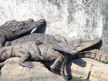 Crocodiles close up in Thailandの写真素材
