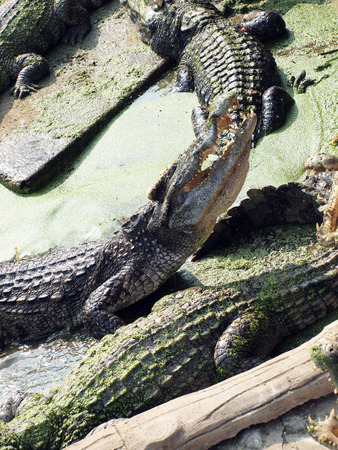 Crocodiles close up in Thailand の写真素材