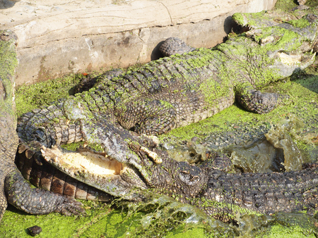 Crocodiles close up in Thailand の写真素材