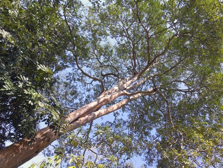 forest trees. nature green wood sunlight 