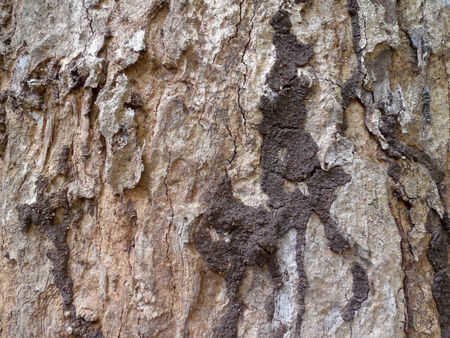 Old Wood Tree Texture Pattern