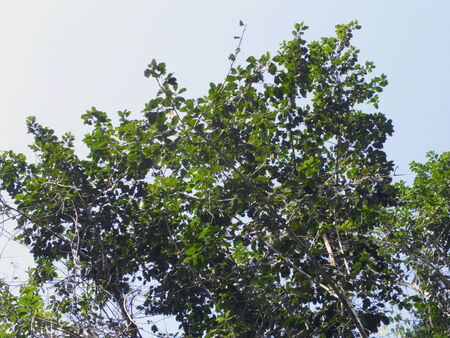 leaf plant