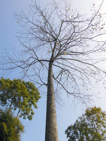 Tree branches without leaves