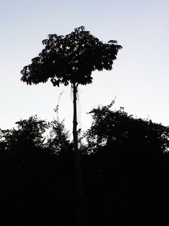 Silhouette Treeの写真素材