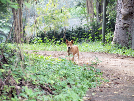puppy thai