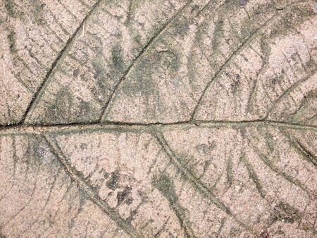 marks of leaf on the concrete pavementの写真素材