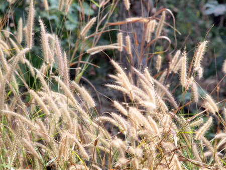 Grass flower