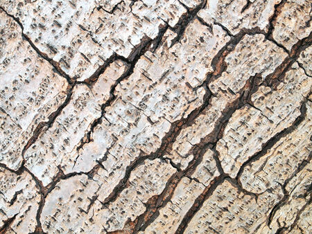 Old Wood Tree Texture Background Pattern