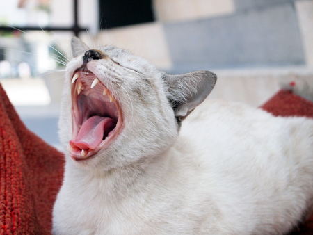 portrait of the catの写真素材