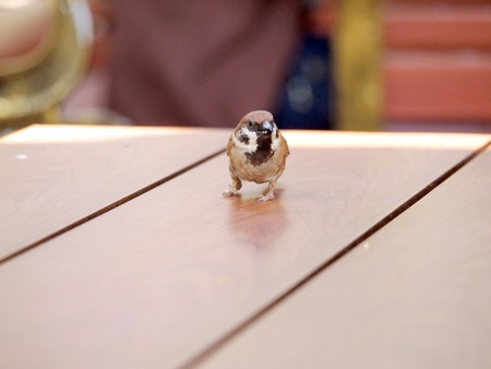 house sparrow standing on tableの写真素材