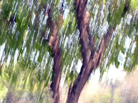 Motion blurred foliageの写真素材