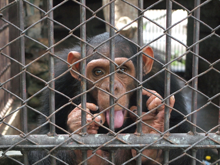 Monkey in a cageの写真素材