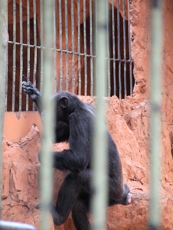 Monkey in a cageの写真素材