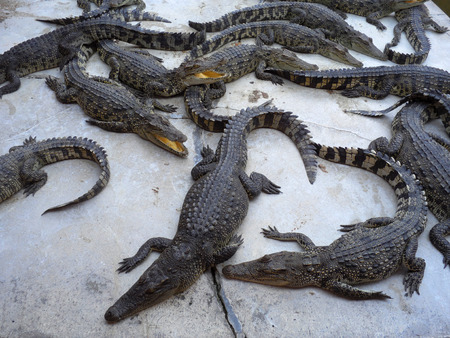 Crocodiles close up in Thailandの写真素材