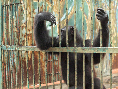 Monkey in a cage
