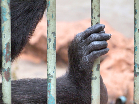 Monkey in a cage
