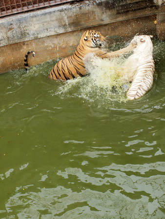 Royal bengal tigerの写真素材