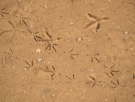 Bird footprints in sand, closeup, elevated view