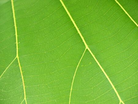 green leaf closeupの写真素材
