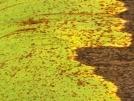 old banana leaf backgroundの写真素材