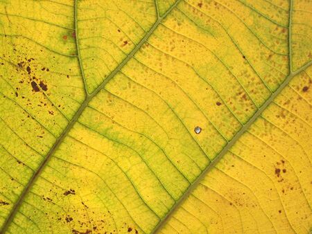 pattern of green teak leaf