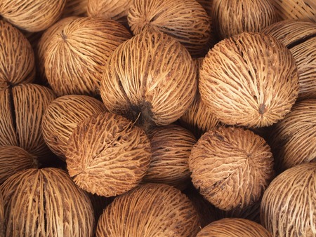 Cerbera odollam or Pong-pongの写真素材