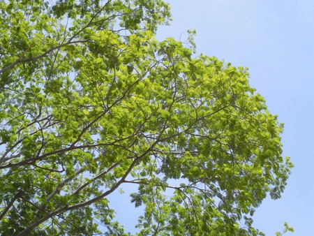 Spring green tree against blue skyの写真素材
