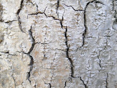 Tree bark texture