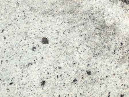 Tree bark textureの写真素材