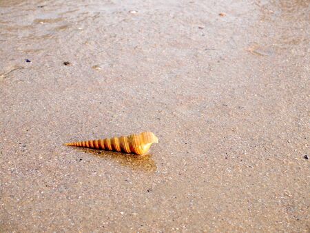 shell on sand