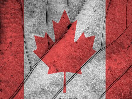 Canada flag leaf textureの写真素材