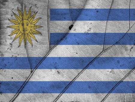 Uruguay flag leaf textureの写真素材