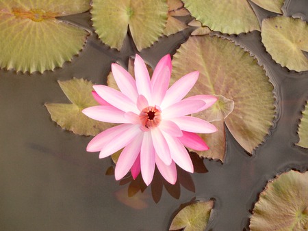 Lotus flower and leaf lotus.の写真素材