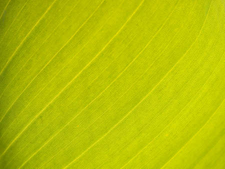 Texture of a green leaf as background