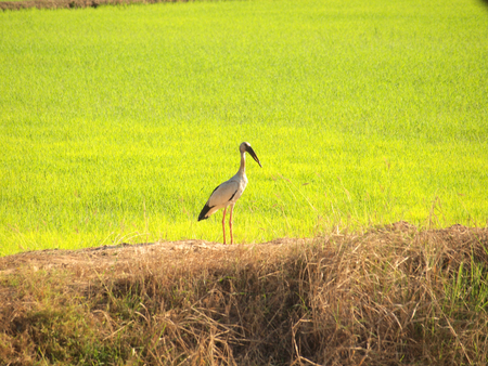 Bird looking for food in the fields of Thailandの写真素材