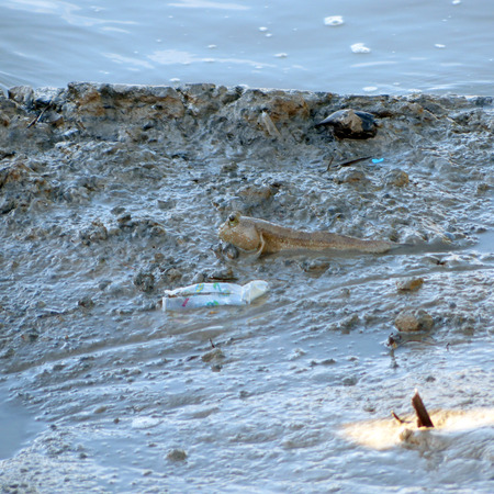 mudskipper amphibious fish