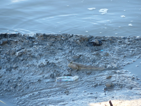 mudskipper amphibious fish