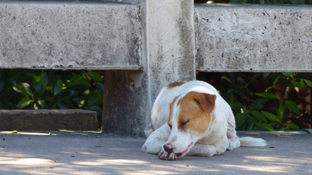 street dogの写真素材