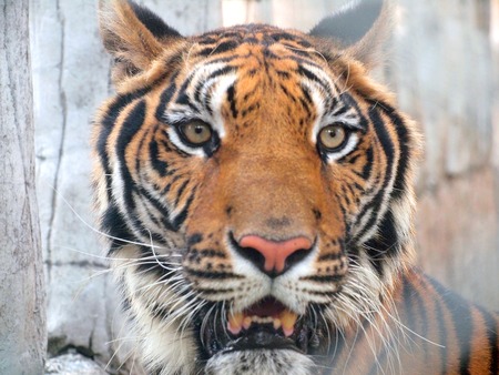 Royal bengal tigerの写真素材