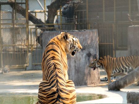 Royal bengal tiger