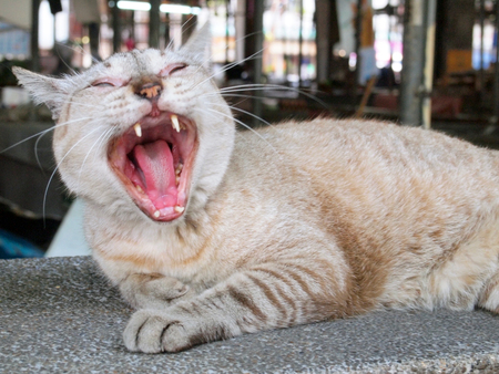 Cat yawning with a wide mouthの写真素材