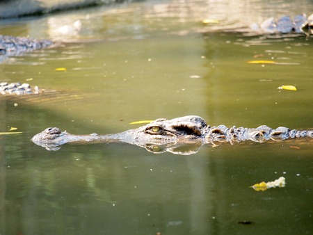 Crocodile Eyes Detail Close Upの写真素材