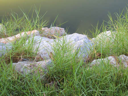 green grass with stones background textureの写真素材
