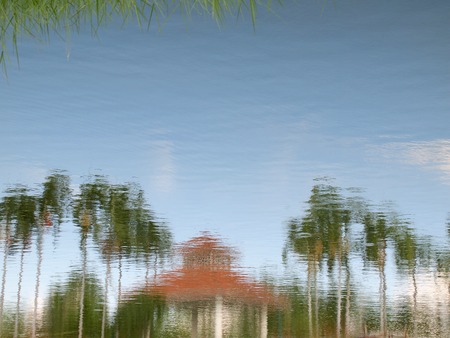 Blurred reflection of tree on the waterの写真素材