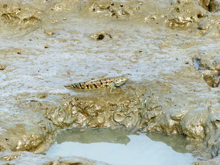 Mudskipper or Amphibious fish