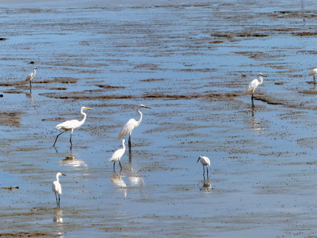 The Little Egret (Egretta garzetta) walking to find some food