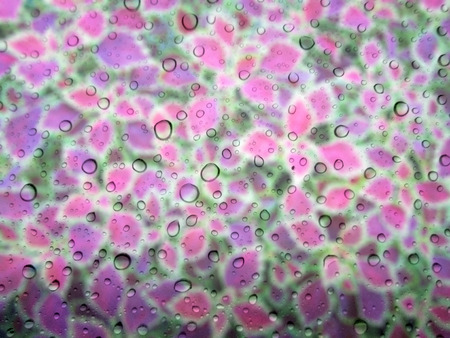 close up drops of rain on glass background. leaf tree out of focus