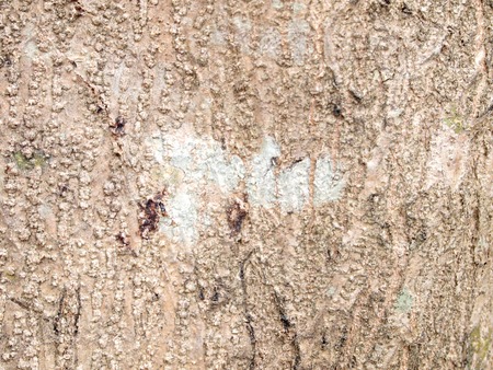 Tree bark textureの写真素材
